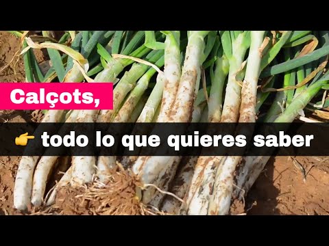 CALÇOTS, 👉  Qué son los calçots y cómo se preparan 🔔